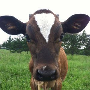 Meet your Posher, Tara